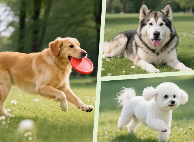 Hybrid Leash Retractable Dog Leash & Pooper Scooper