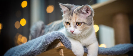 Why Is My Cat Lying in the Litter Box? - Peterest