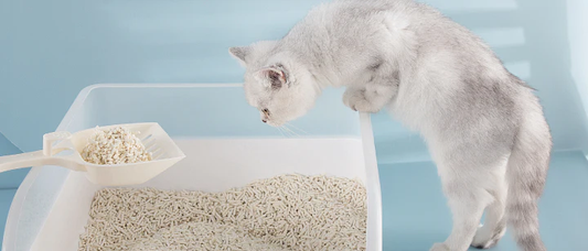 How Often to Clean the Litter Box - Peterest